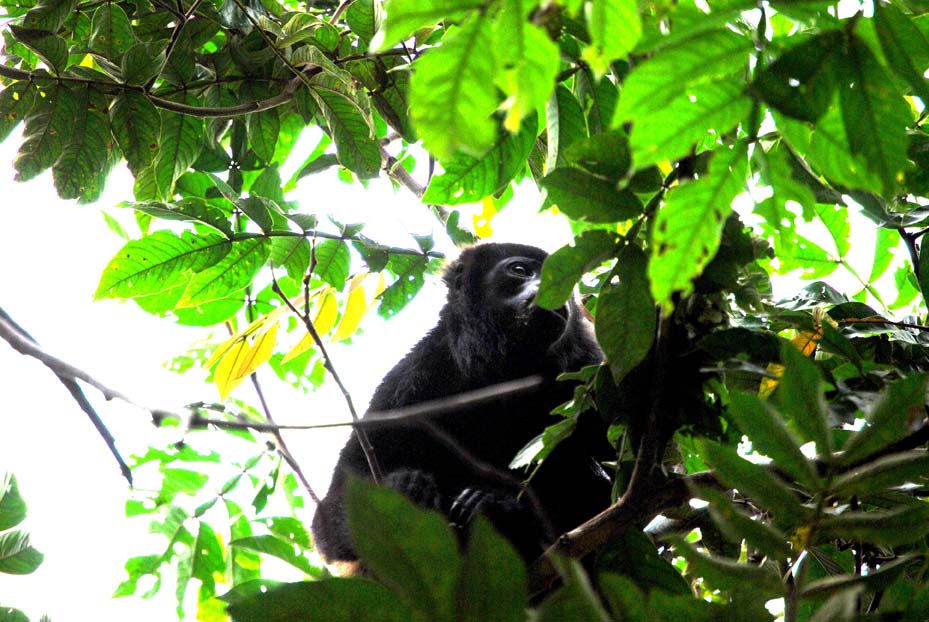 Foto de Alajuela, Costa Rica