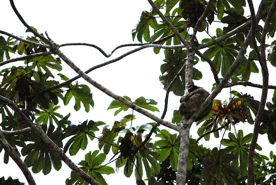 Foto de Limón, Costa Rica