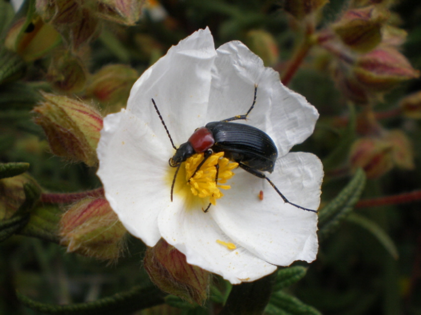 Foto de Cala (Huelva), España
