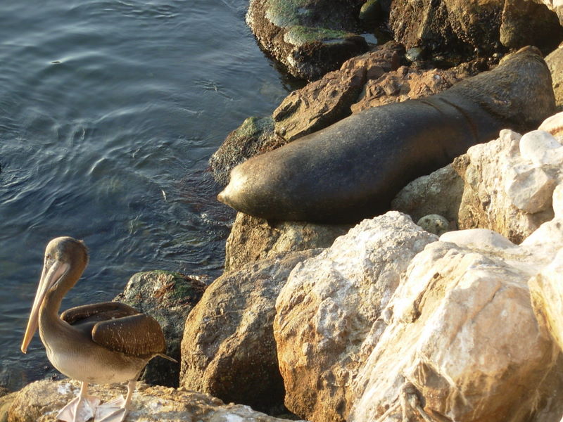 Foto de Arica, Chile