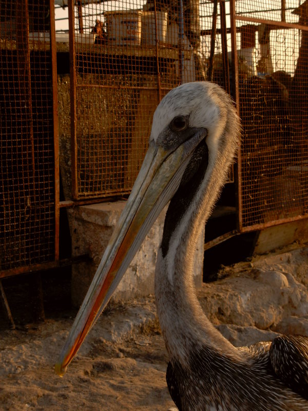 Foto de Arica, Chile