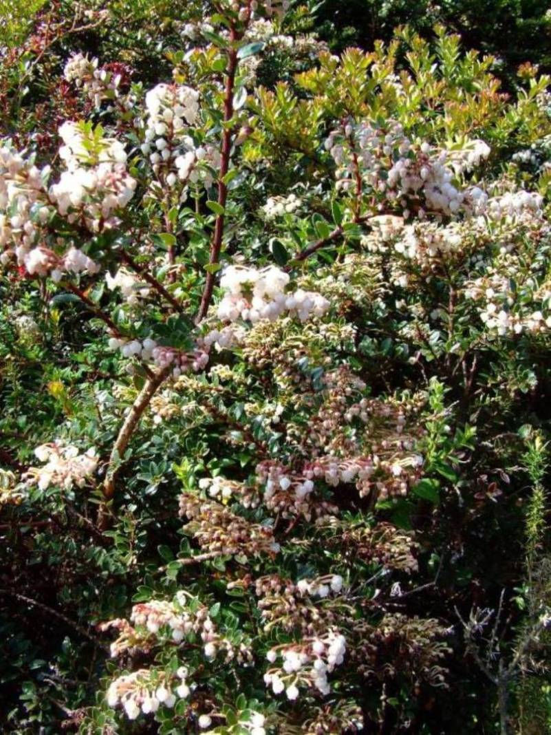 Foto de Poas (Alajuela), Costa Rica