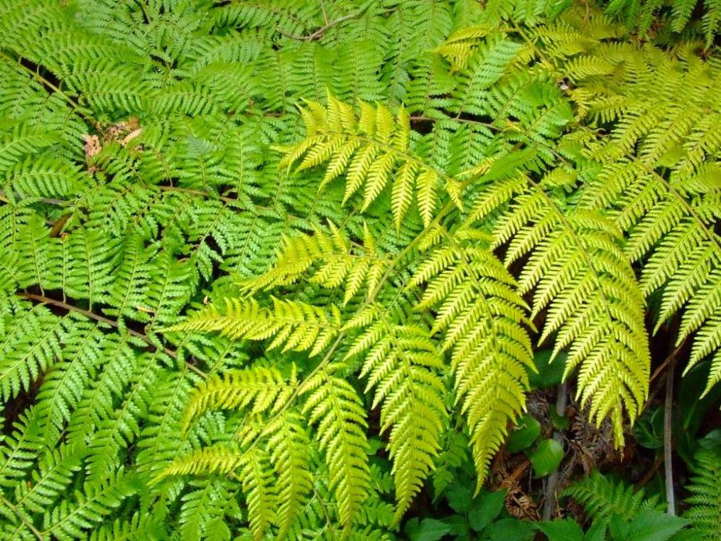 Foto de Poas (Alajuela), Costa Rica