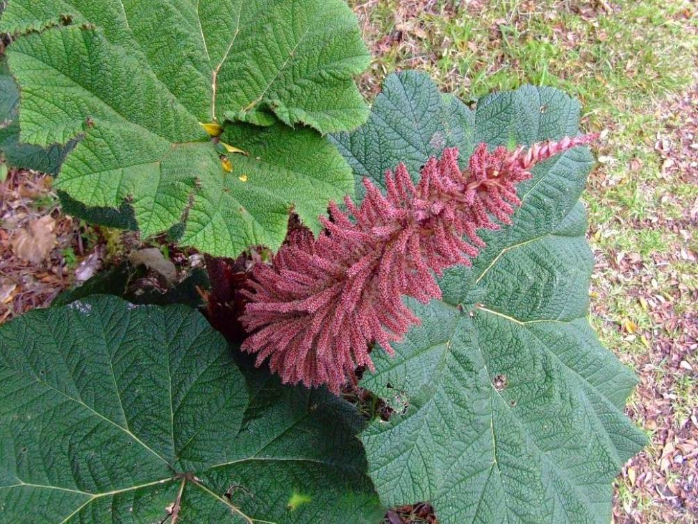 Foto de Poas (Alajuela), Costa Rica