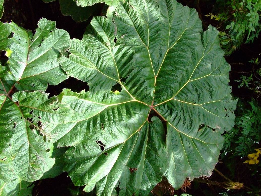 Foto de Poas (Alajuela), Costa Rica