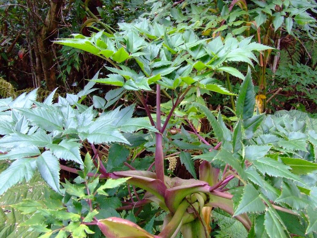 Foto de Poas (Alajuela), Costa Rica