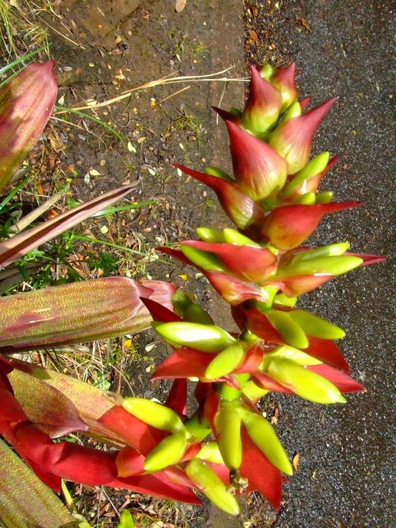 Foto de Poas (Alajuela), Costa Rica