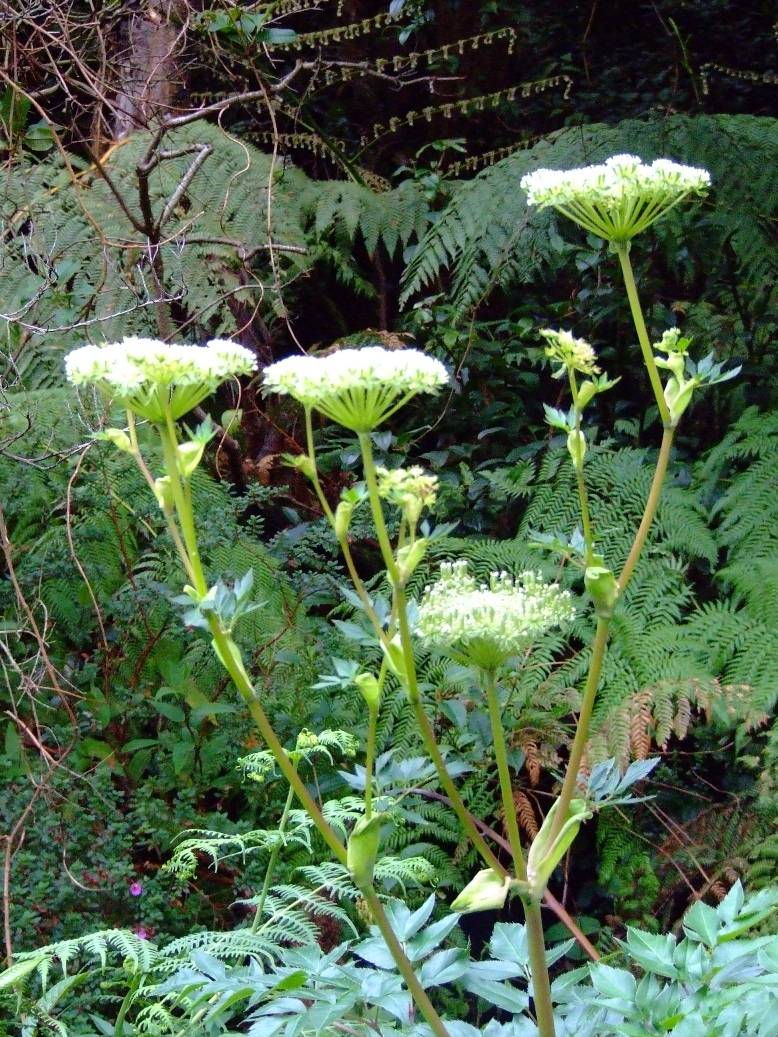 Foto de Poas (Alajuela), Costa Rica