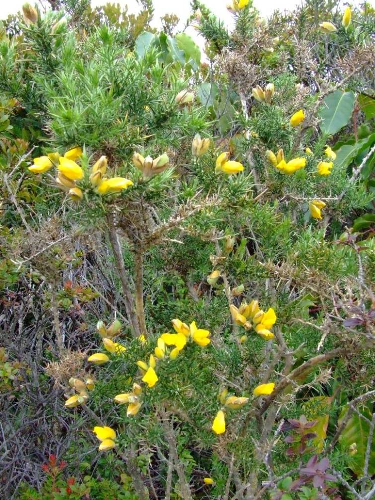 Foto de Poas (Alajuela), Costa Rica