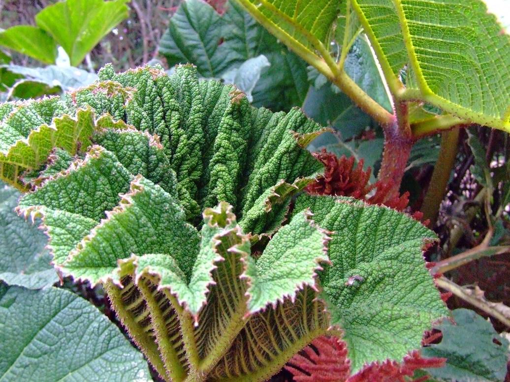 Foto de Poas (Alajuela), Costa Rica