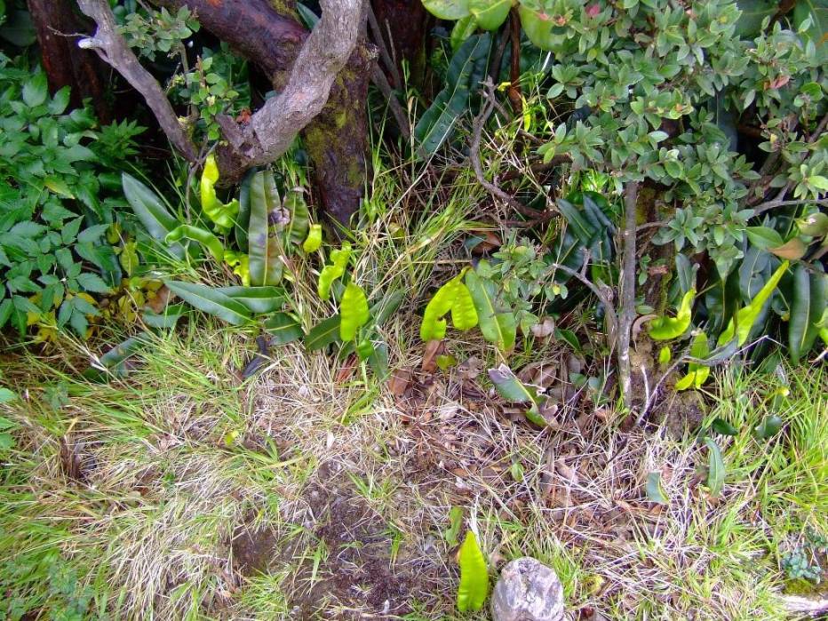 Foto de Poas (Alajuela), Costa Rica