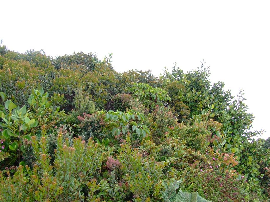 Foto de Poas (Alajuela), Costa Rica