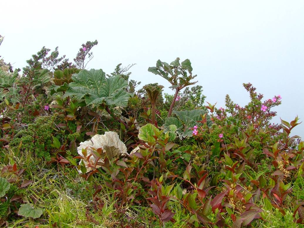 Foto de Poas (Alajuela), Costa Rica