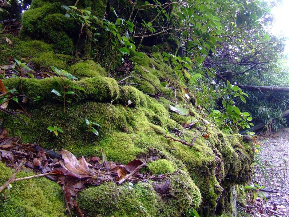 Foto de Poas (Alajuela), Costa Rica