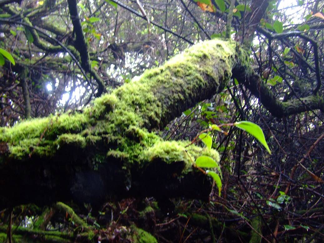 Foto de Poas (Alajuela), Costa Rica