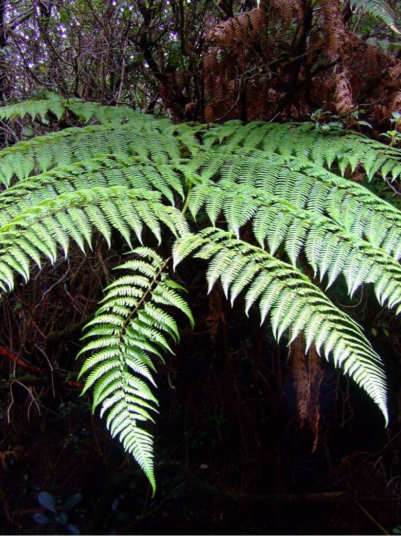Foto de Poas (Alajuela), Costa Rica