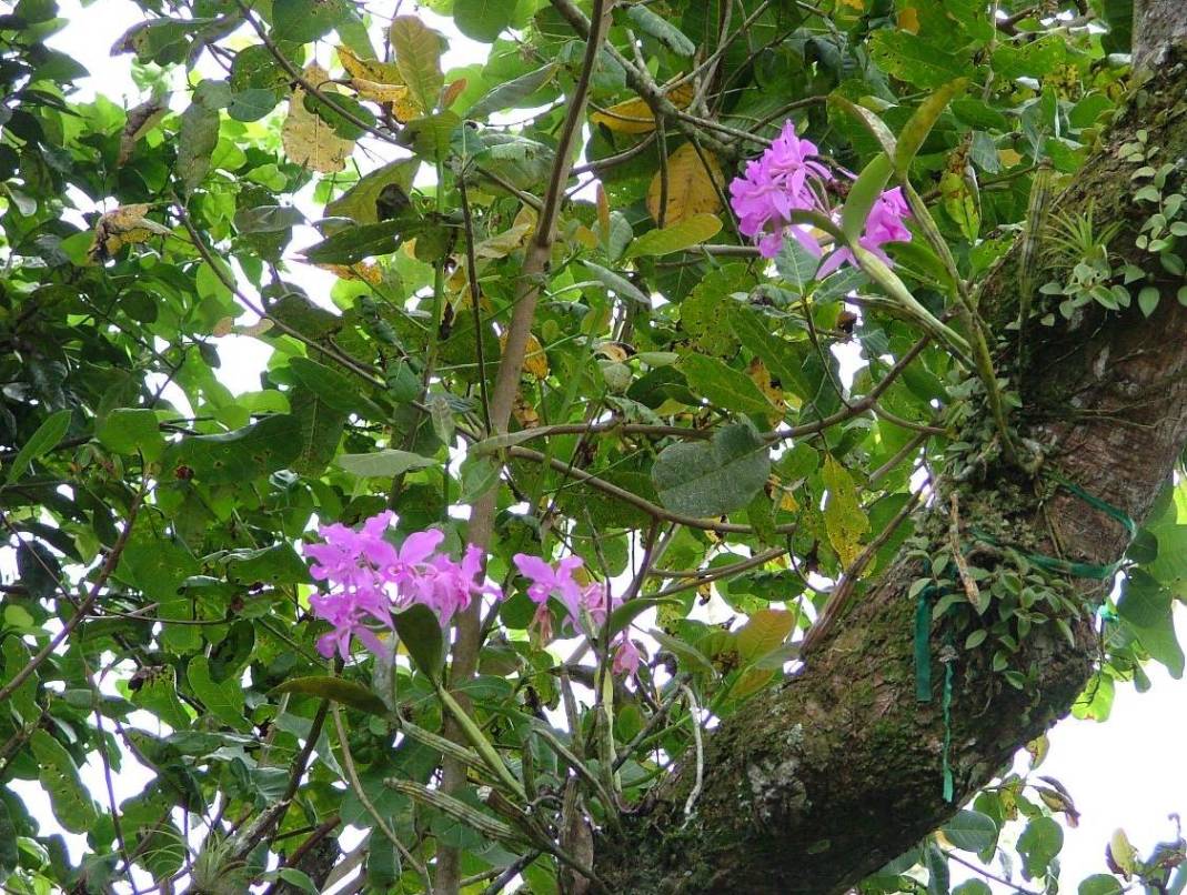 Foto de Poas (Alajuela), Costa Rica