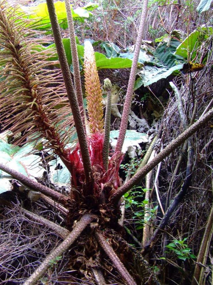 Foto de Poas (Alajuela), Costa Rica