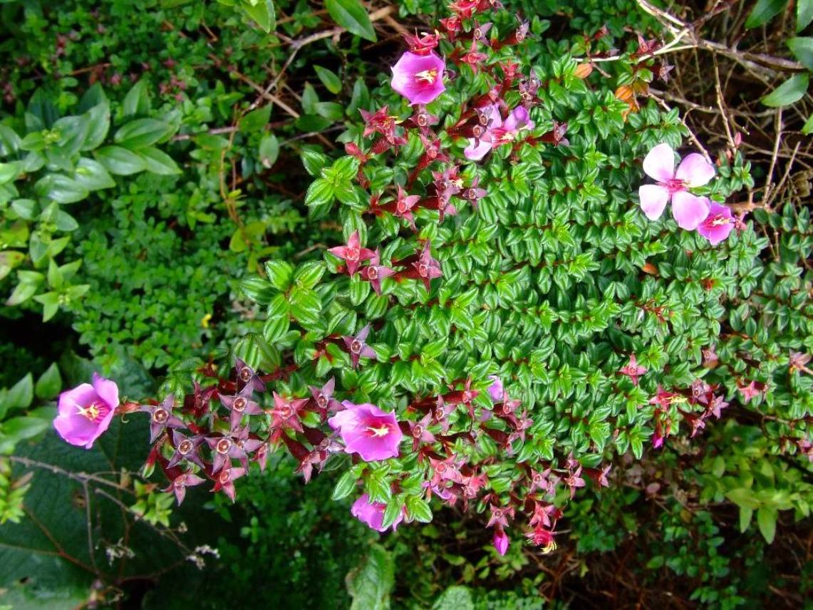 Foto de Poas (Alajuela), Costa Rica