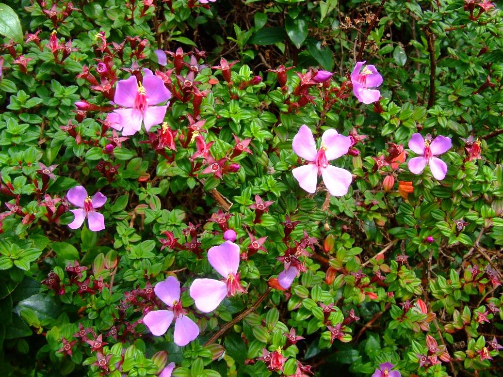 Foto de Poas (Alajuela), Costa Rica