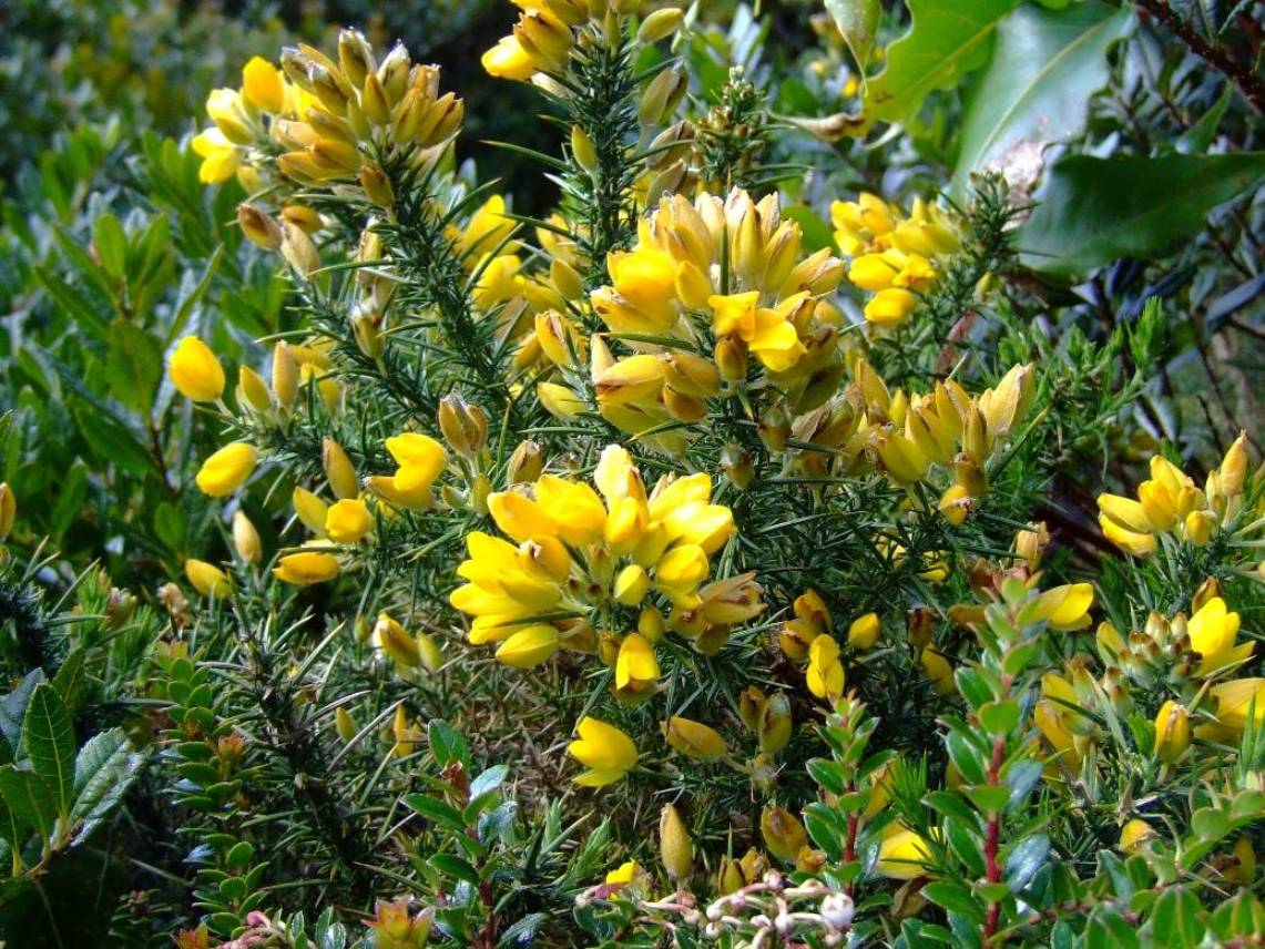 Foto de Poas (Alajuela), Costa Rica