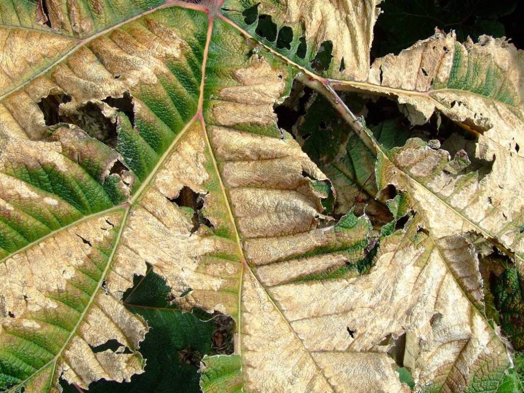Foto de Poas (Alajuela), Costa Rica