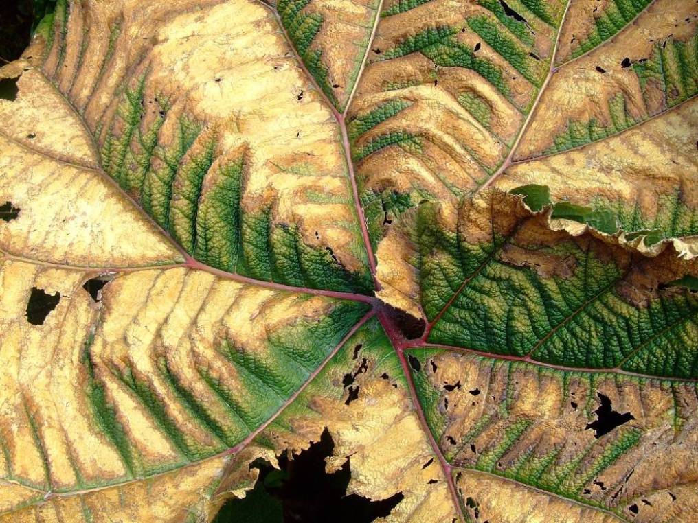 Foto de Poas (Alajuela), Costa Rica