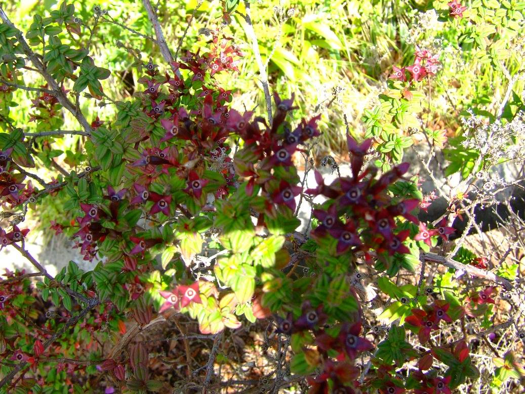 Foto de Poas (Alajuela), Costa Rica