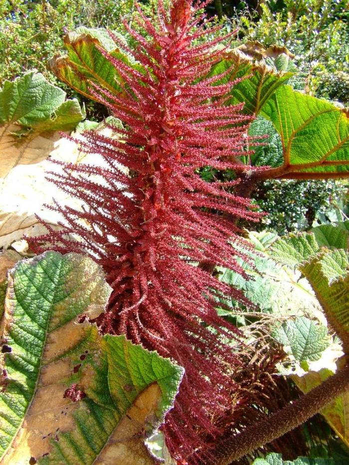 Foto de Poas (Alajuela), Costa Rica