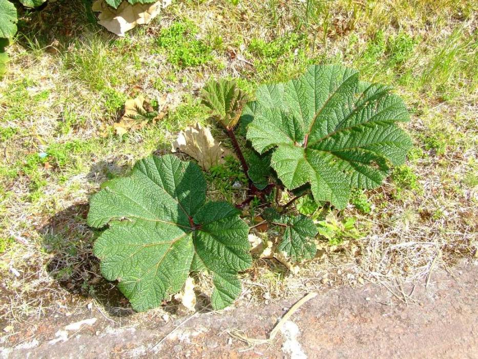 Foto de Poas (Alajuela), Costa Rica