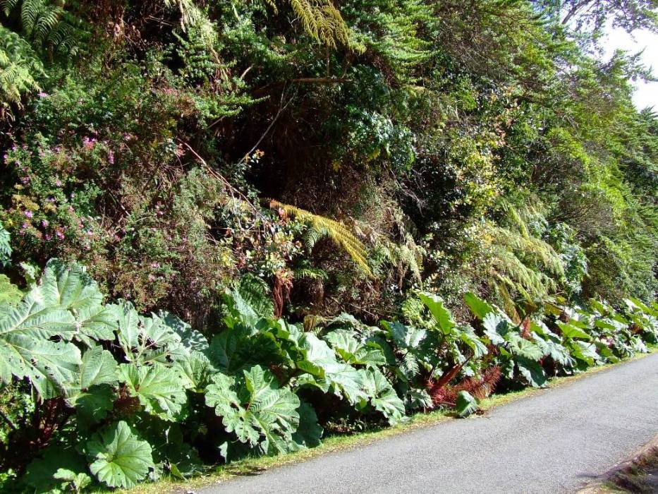 Foto de Poas (Alajuela), Costa Rica