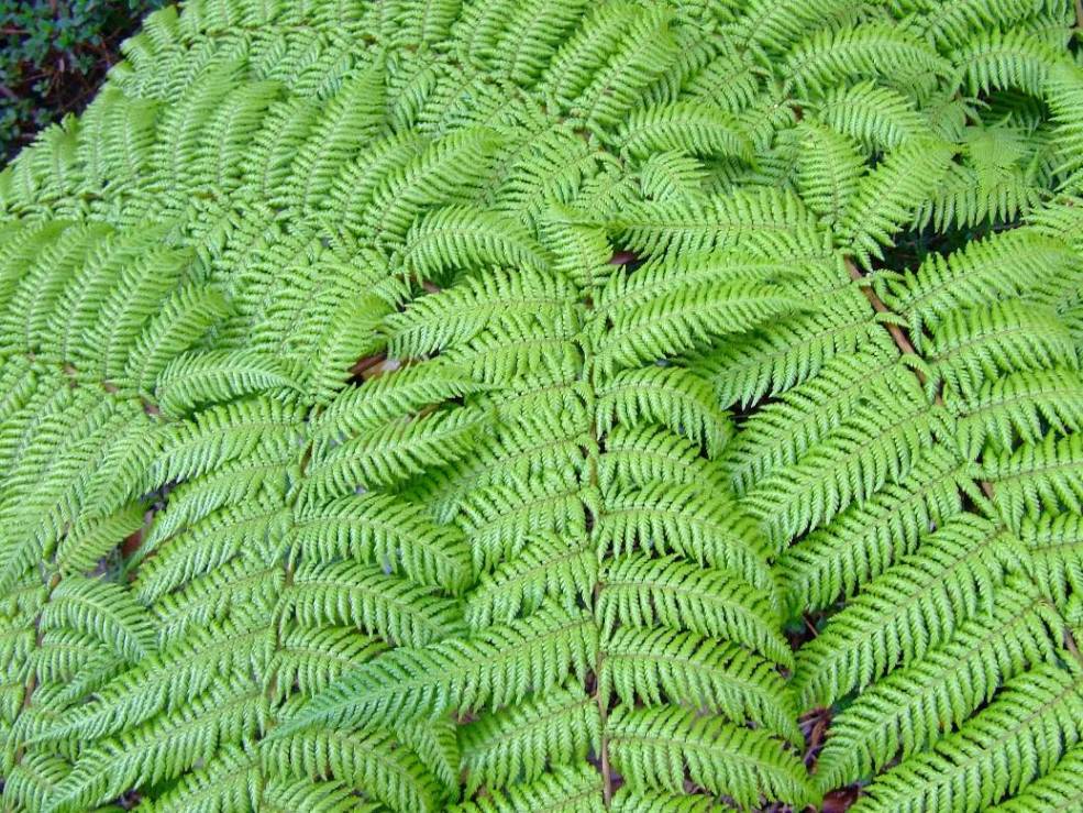 Foto de Poas (Alajuela), Costa Rica