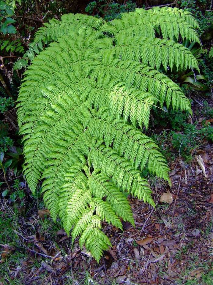 Foto de Poas (Alajuela), Costa Rica