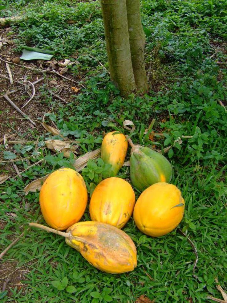 Foto de Poas (Alajuela), Costa Rica