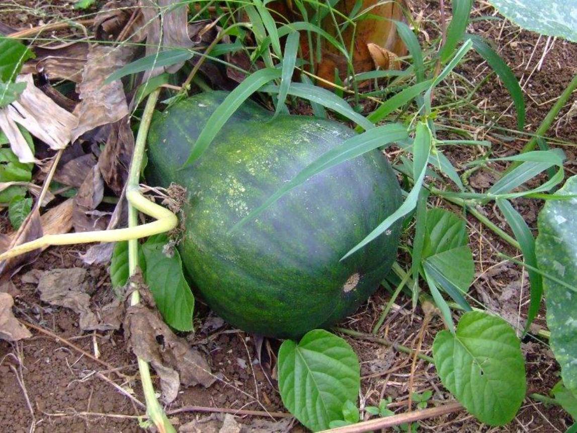 Foto de Grecia (Alajuela), Costa Rica