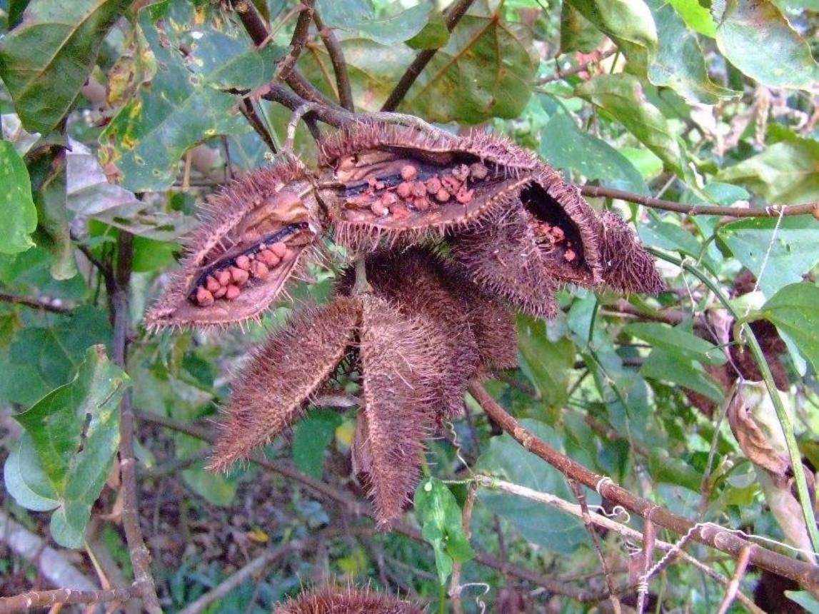 Foto de Grecia (Alajuela), Costa Rica