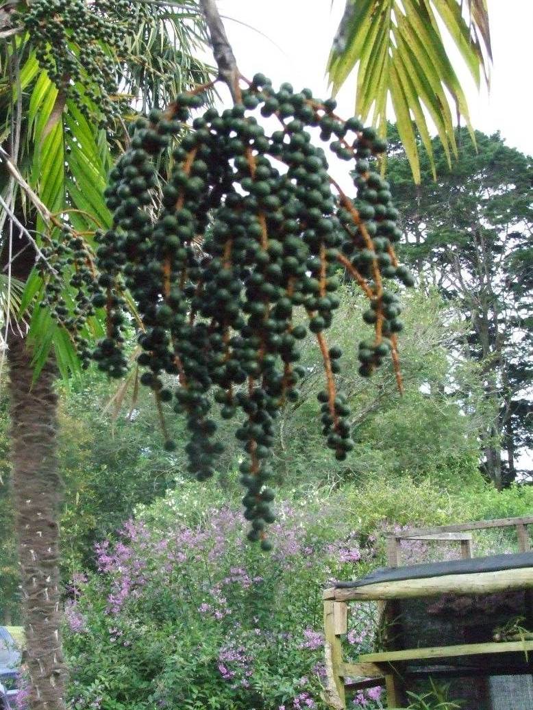 Foto de Sabanilla (Alajuela), Costa Rica