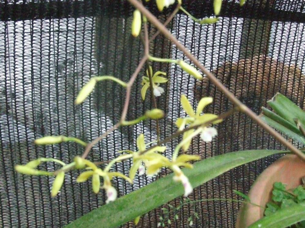 Foto de Sabanilla (Alajuela), Costa Rica