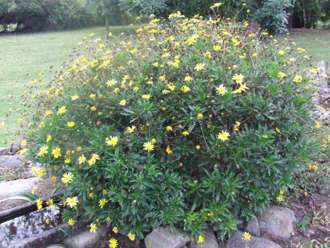 Foto de Sabanilla (Alajuela), Costa Rica