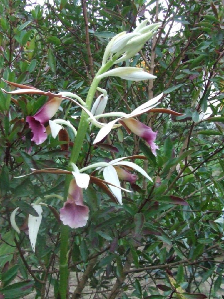 Foto de San Isidro (Alajuela), Costa Rica