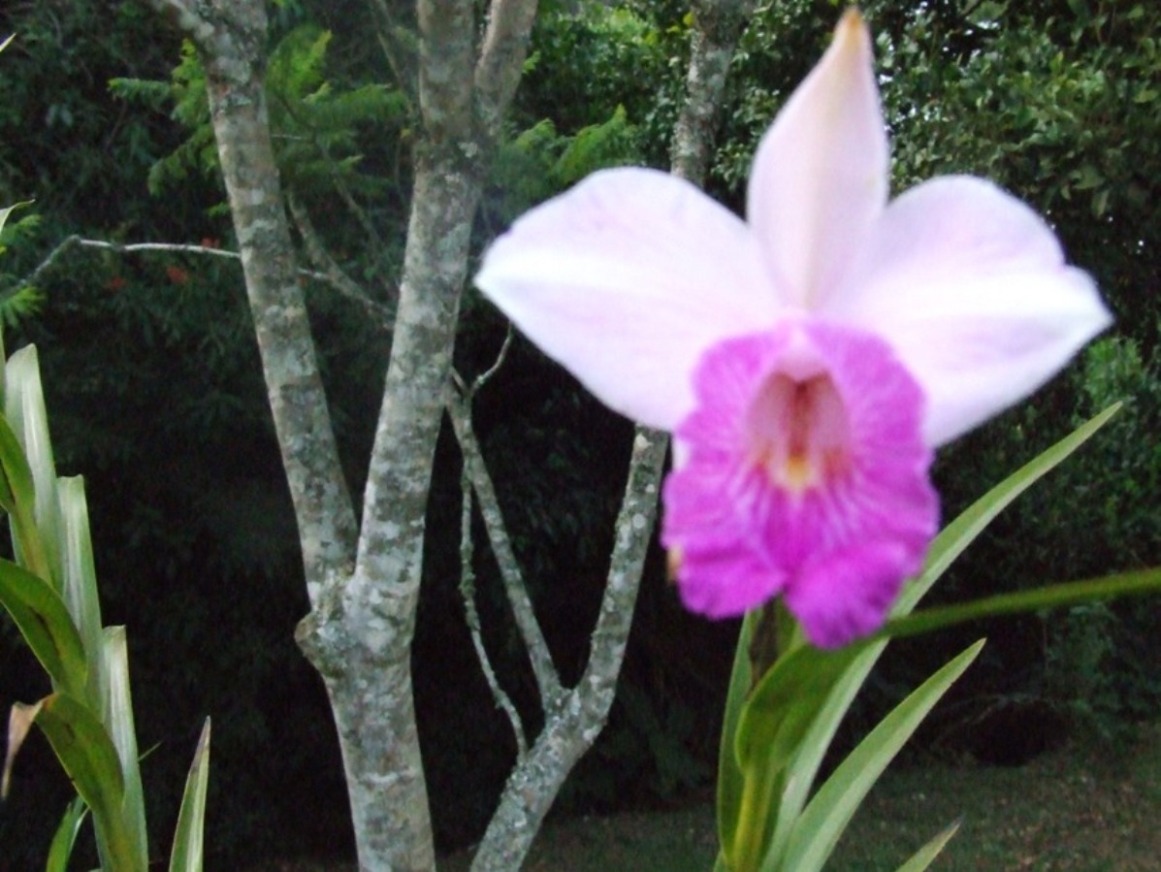 Foto de San Isidro (Alajuela), Costa Rica