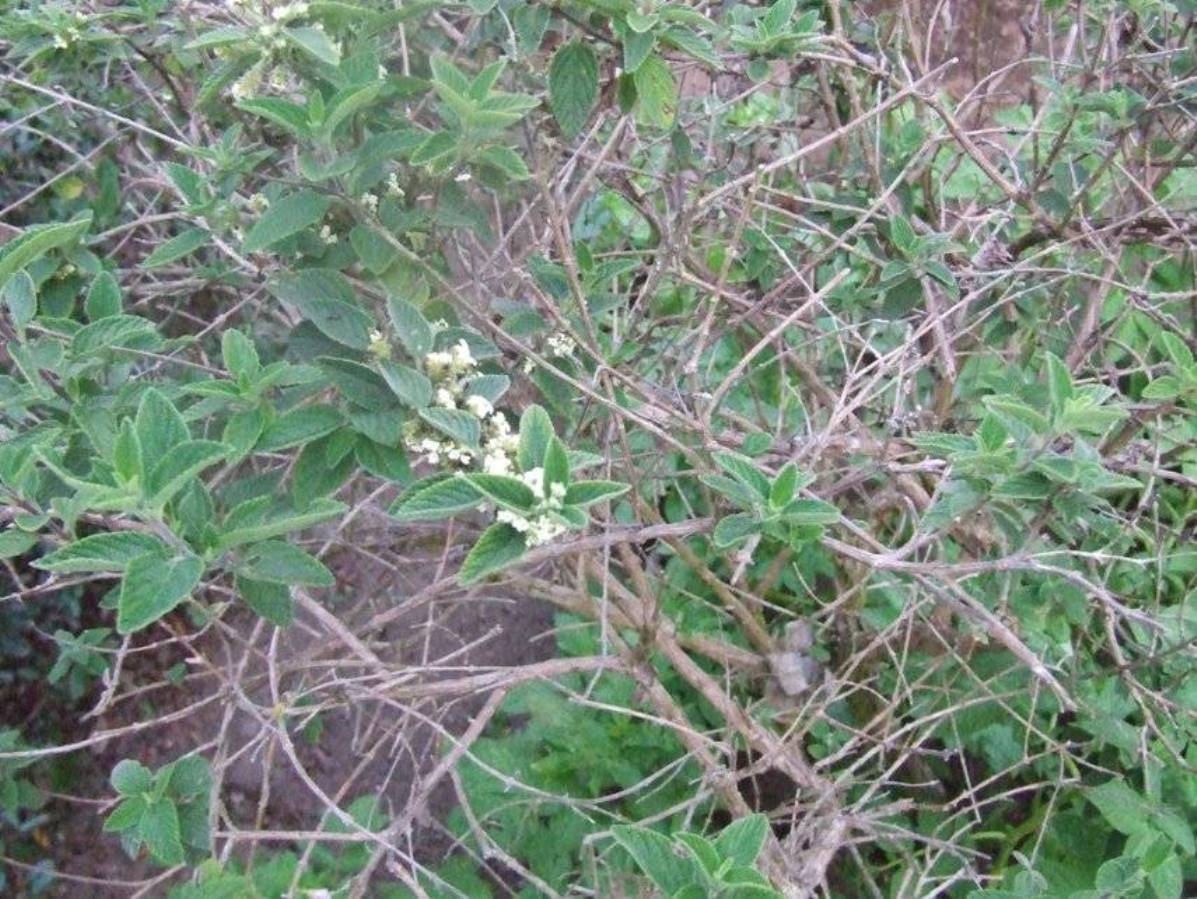 Foto de San Isidro (Alajuela), Costa Rica