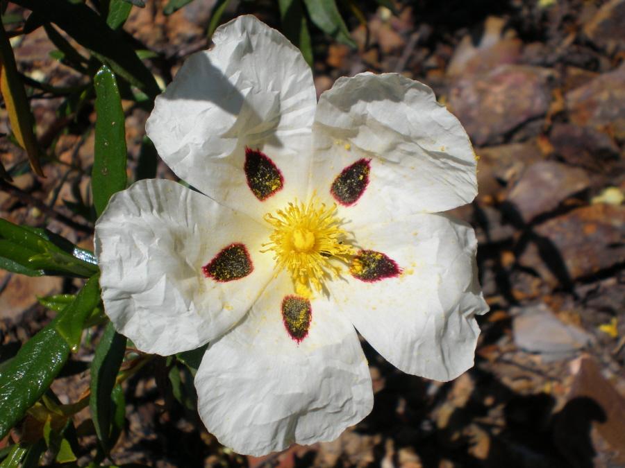 Foto de Aracena (Huelva), España