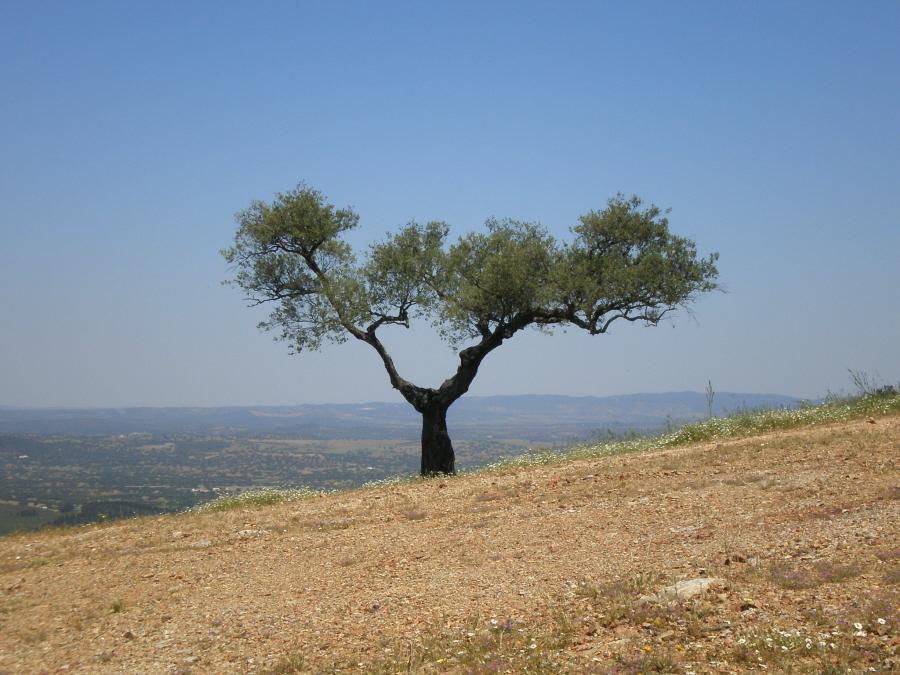 Foto de Aracena (Huelva), España