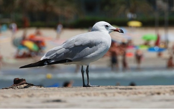 Foto de Mallorca (Illes Balears), España