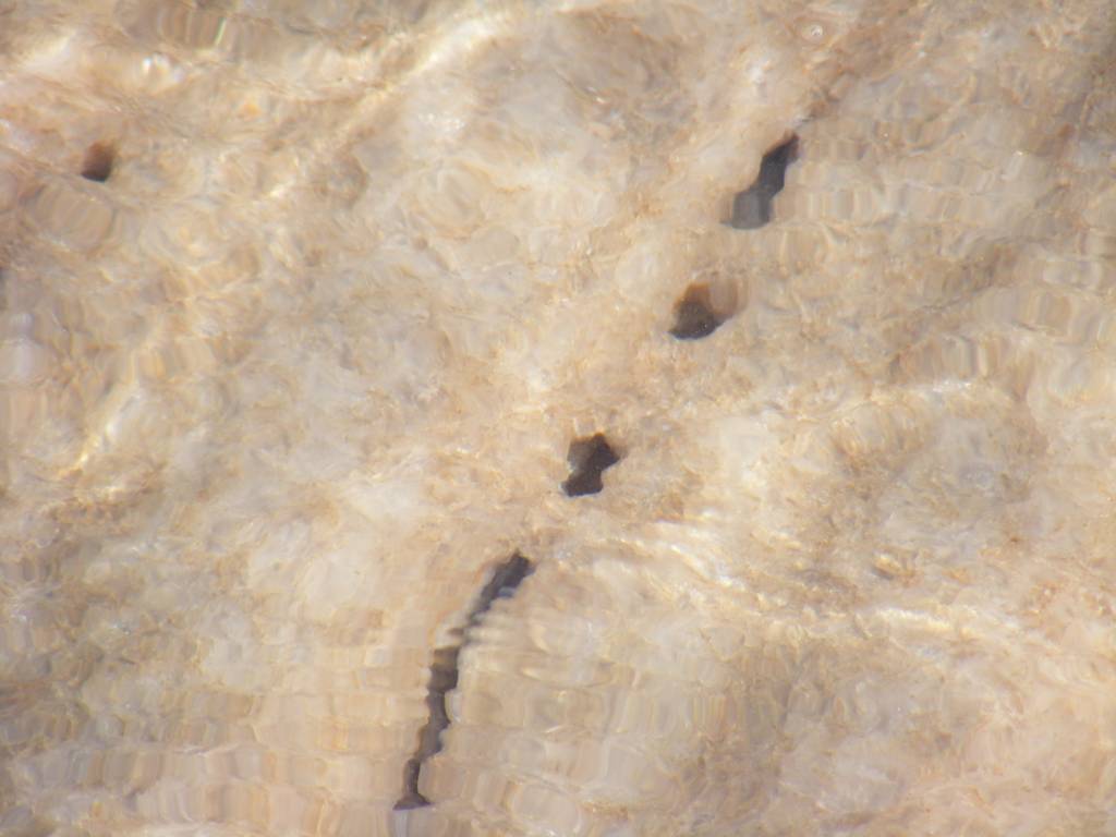 Foto de Ein Gedi, Israel