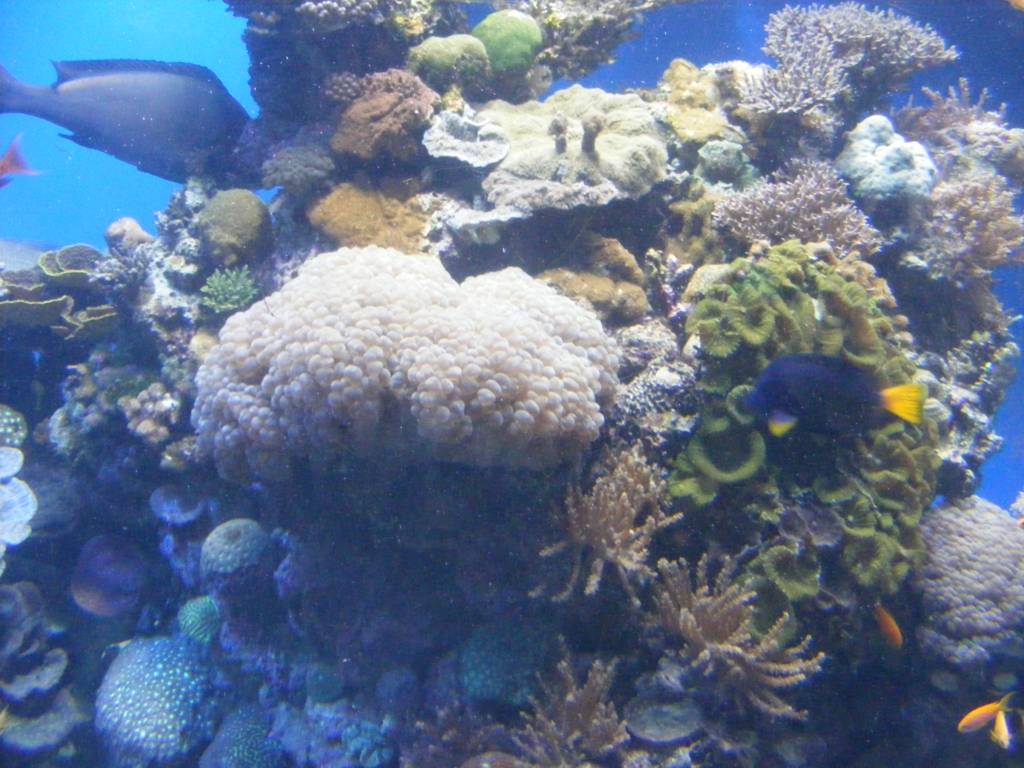 Foto de Eilat, Israel