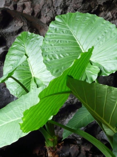 Foto de Lanzarote (Las Palmas), España