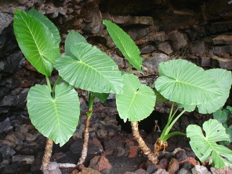 Foto de Lanzarote (Las Palmas), España
