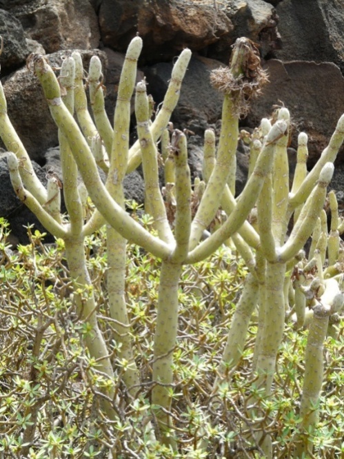 Foto de Lanzarote (Las Palmas), España